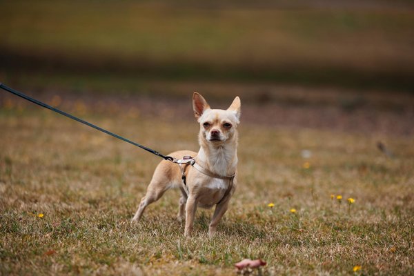 Flexilivre : n.º 1 en álbumes y libros de fotos que enamoran